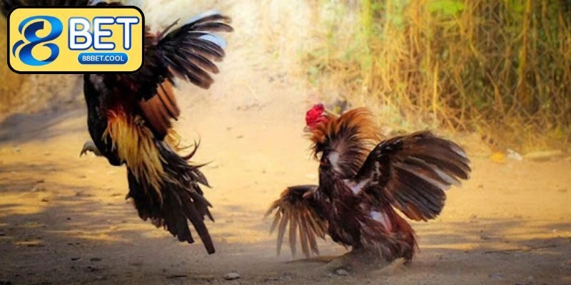 Đá Gà Campuchia – Tìm Hiểu Thông Tin Về Siêu Phẩm Cược Hot