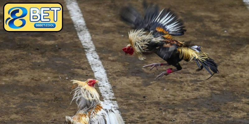 Hình thức đá gà trực tuyến được nhiều người quan tâm