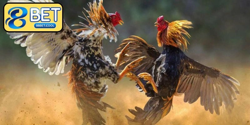 Kinh nghiệm giúp tham gia đá gà trực tuyến thuận lợi