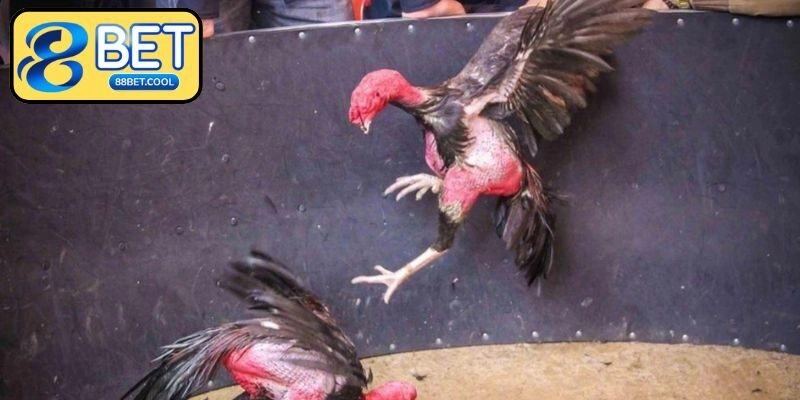 Ưu điểm khi bạn trải nghiệm cược đá gà trực tuyến