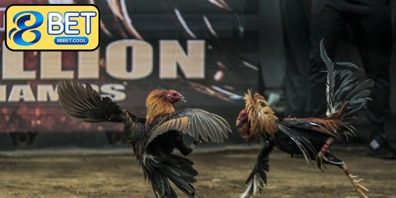 Vô số thể thức thi đấu cho bạn linh hoạt lựa chọn