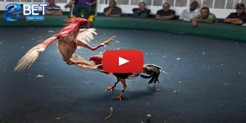 Vì sao nên theo dõi đá gà Campuchia hôm nay