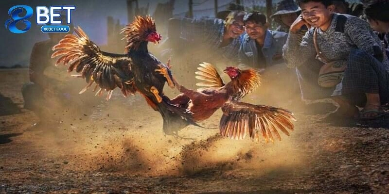 Đá Gà C2 – Trò Chơi Giải Trí Được Yêu Thích Nhất Tại 88BET