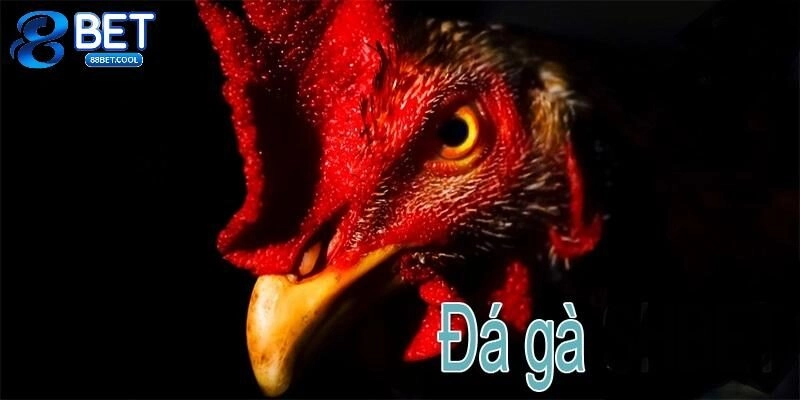 Trực Tiếp Đá Gà 88BET – Tham Gia Cá Cược Nhận Ngàn Quà Lớn