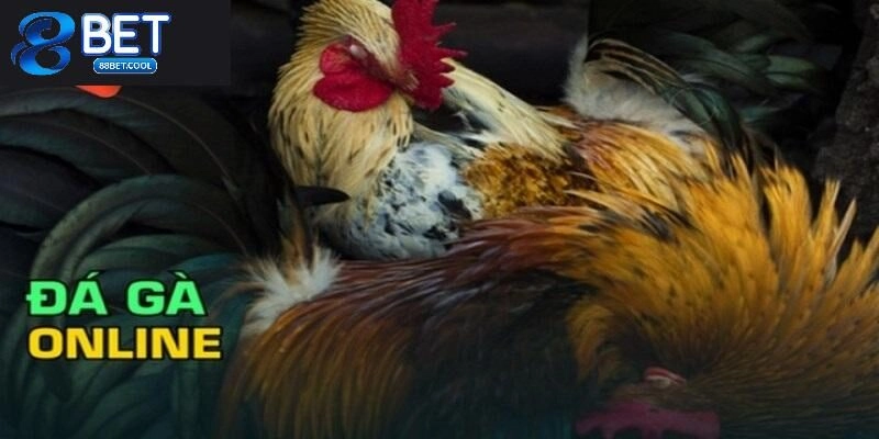 Tìm hiểu vài nét về bộ môn cá cược đá gà