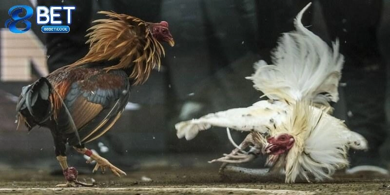 Hướng dẫn luật chơi đá gà C2 cụ thể nhất