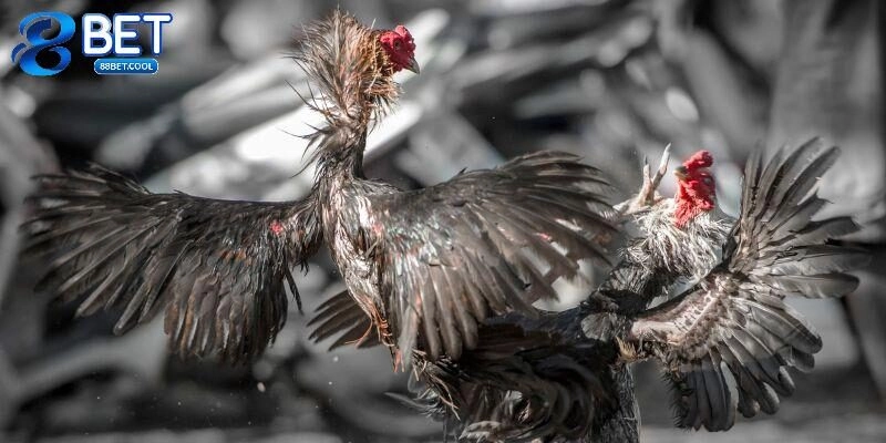 Tìm hiểu vài nét về bộ môn đá gà C2