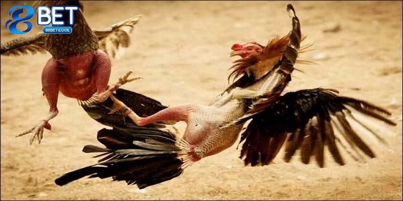 Đá gà C3 là gì?