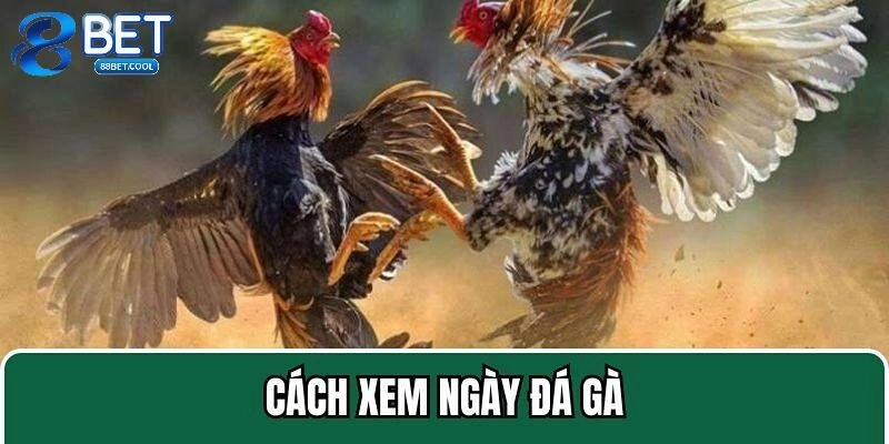Hướng Dẫn Xem Ngày Đá Gà Cực Chuẩn Cho Sư Kê Tại 88BET
