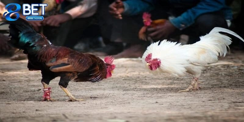 Đá Gà C3 – Siêu Phẩm Cá Cược Được Yêu Thích Nhất 88BET